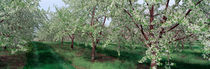 View of spring blossoms on cherry trees by Panoramic Images