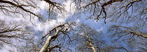 Low angle view of beech trees, Wienerwald, Vienna, Austria by Panoramic Images