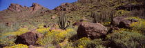 Panorama Print - Organ Pipe Cactus National Monument, Arizona, USA von Panoramic Images