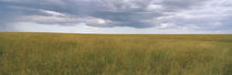 Clouds over a landscape, Masai Mara National Reserve, Kenya von Panoramic Images
