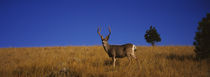 Side profile of a Mule deer standing in a field, Montana, USA by Panoramic Images