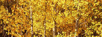 Aspen trees in autumn, Colorado, USA von Panoramic Images