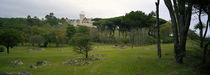 Trees on a landscape, Magdalena Peninsula, Santander, Cantabria, Spain von Panoramic Images