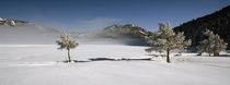 Trees on a snow covered landscape, French Riviera, France by Panoramic Images