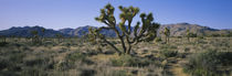 Joshua trees on a landscape, Joshua Tree National Monument, California, USA von Panoramic Images