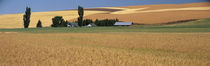 Farm, Saint John, Washington State, USA by Panoramic Images