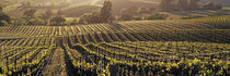Aerial View Of Rows Crop In A Vineyard, Careros Valley, California, USA by Panoramic Images