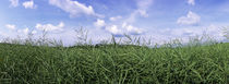 Rape plants and clouds, Baden-Wurttemberg, Germany by Panoramic Images