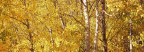Aspen trees in autumn, Colorado, USA von Panoramic Images