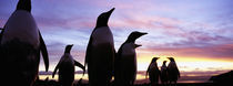 Silhouette of a group of Gentoo penguins, Falkland Islands (Pygoscelis papua) von Panoramic Images