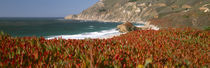 Flowers on the coast, Big Sur, California, USA von Panoramic Images