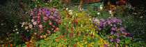 Close-up of flowers, Muren, Switzerland by Panoramic Images