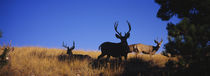 Five Mule deer in a field, Montana, USA von Panoramic Images