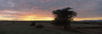 Tree on a landscape, Masai Mara National Reserve, Great Rift Valley, Kenya by Panoramic Images