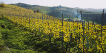 Panoramic view of vineyards, Peidmont, Italy by Panoramic Images