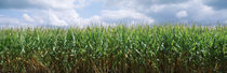 Clouds over a corn field, Christian County, Illinois, USA by Panoramic Images
