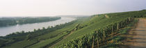 Nackenheim, Mainz-Bingen, Rheinhessen, Rhineland-Palatinate, Germany by Panoramic Images