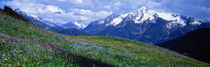 Wildflowers Along Mountainside, Zillertaler, Austria by Panoramic Images