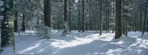 Trees in a forest, Schwarzwald, St. Peter, Germany von Panoramic Images