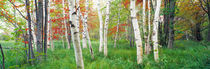 Birch trees in a forest, Acadia National Park, Hancock County, Maine, USA by Panoramic Images