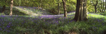 Bluebells In A Forest, Newton Wood, Texas, USA von Panoramic Images