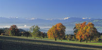 Switzerland, Reusstal, Panoramic view of Pear trees in the Swiss Midlands by Panoramic Images