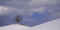 Lime tree on top of a hill, Canton Of Zug, Switzerland by Panoramic Images