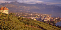Vineyard at a hillside, Lake Geneva, Vevey, Vaud, Switzerland by Panoramic Images
