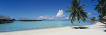 Panorama Print - Palme am Strand von Bora Bora, Tahiti, Französisch-Polynesien von Panoramic Images