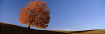 View Of A Lone Tree On A Hill In Fall by Panoramic Images