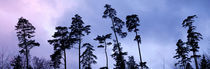 Low angle view of pine trees, Switzerland by Panoramic Images