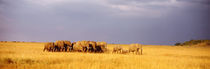 Elephant Herd, Maasai Mara Kenya von Panoramic Images