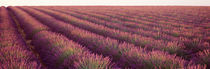 Close-up of Lavender fields, Plateau de Valensole, France von Panoramic Images