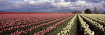 USA, Washington, Tulip Field von Panoramic Images
