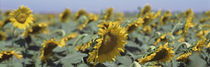 USA, California, Central Valley, Field of sunflowers by Panoramic Images