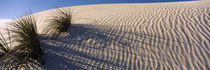 Desert plants in a desert, White Sands National Monument, New Mexico, USA by Panoramic Images