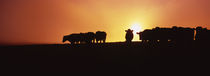 Silhouette of cows at sunset, Point Reyes National Seashore, California, USA von Panoramic Images