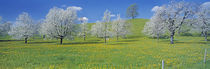 View Of Blossoms On Cherry Trees, Zug, Switzerland by Panoramic Images