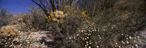 Anza Borrego Desert State Park, California, USA by Panoramic Images