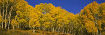 San Miguel County, Colorado, USA by Panoramic Images
