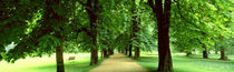 Trees Salzburg Austria by Panoramic Images