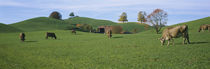 Cows grazing on a field, Canton Of Zug, Switzerland by Panoramic Images