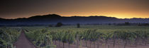 Panorama Print - Weinberge, Napa Valley, Kalifornien, USA von Panoramic Images