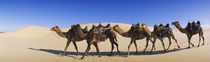 Camels walking in the desert by Panoramic Images