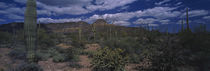 Cactus in a desert, Organ Pipe Cactus National Monument, Arizona, USA by Panoramic Images