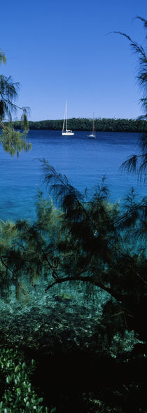 Sailboats in the ocean, Kingdom of Tonga, Vava'u Group of Islands, South Pacific von Panoramic Images