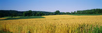 Field Crop, Maryland, USA by Panoramic Images