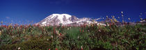 Wildflowers on mountains, Mt Rainier, Pierce County, Washington State, USA by Panoramic Images