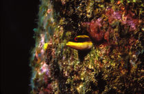 Wrasse blenny in coral wall in the sea by Panoramic Images