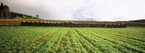 Hay bales in a farm land, Germany von Panoramic Images